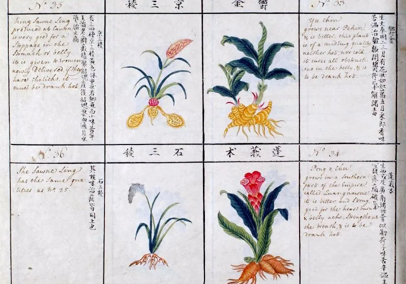 Planche botanique illustrée du Bencao Gangmu représentant quatre plantes médicinales chinoises