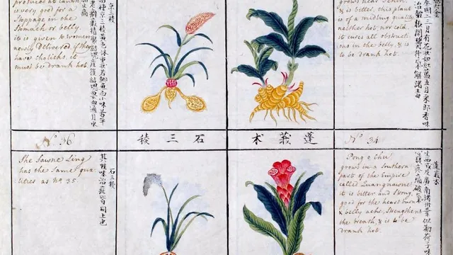 Planche botanique illustrée du Bencao Gangmu représentant quatre plantes médicinales chinoises