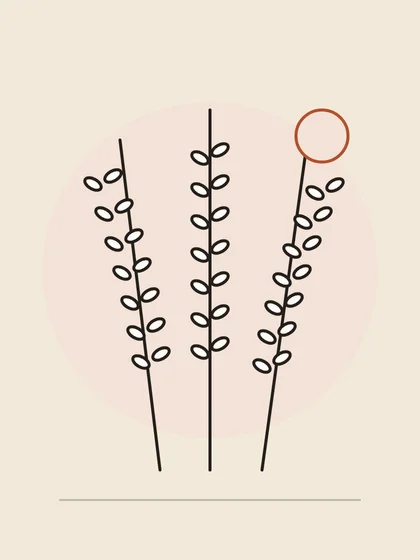 Illustration : trois épis de céréales